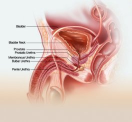 Introducing Urethra diseases